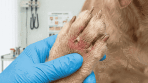 Vet checking dog paw for red yeast infection symptoms