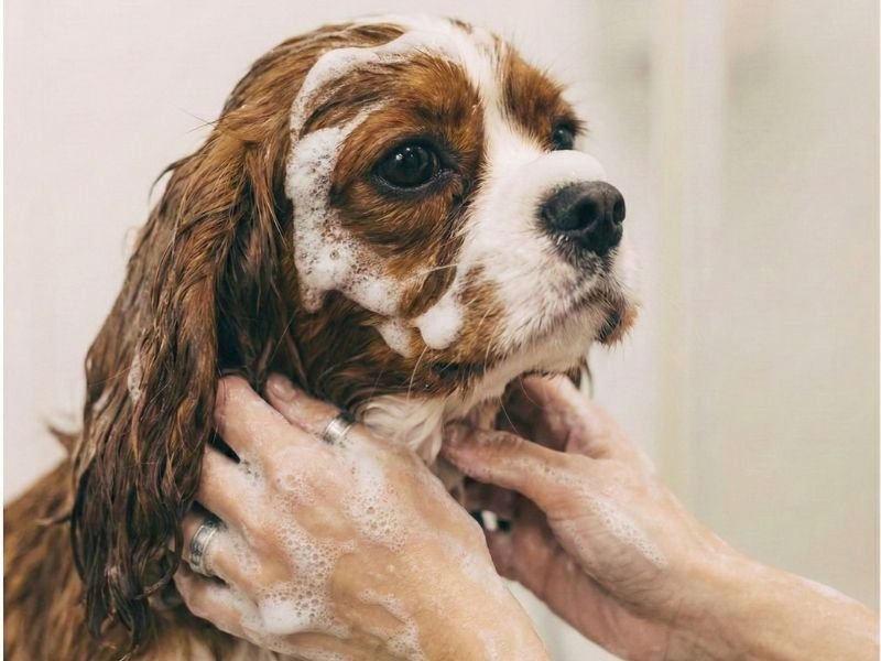 Best Dog Conditioner
