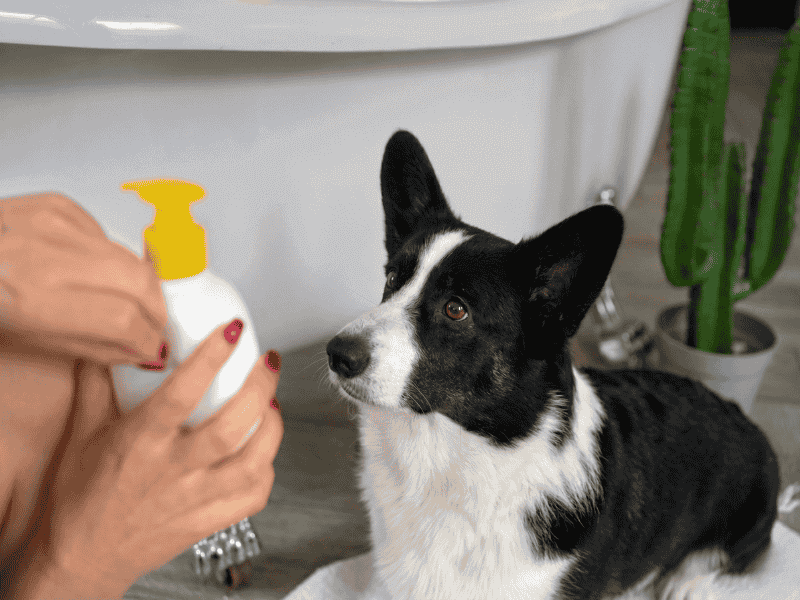 Dog Conditioner