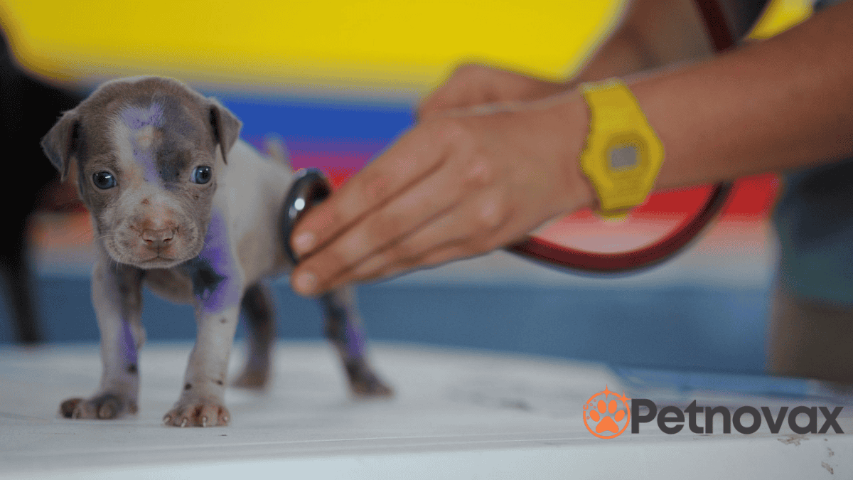 dog scratching skin allergies