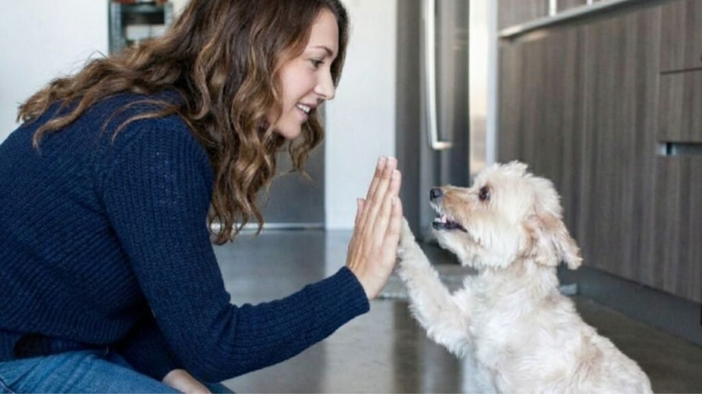 Home Remedies for Dog Itching