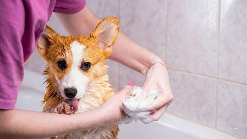 how often should i wash my dog