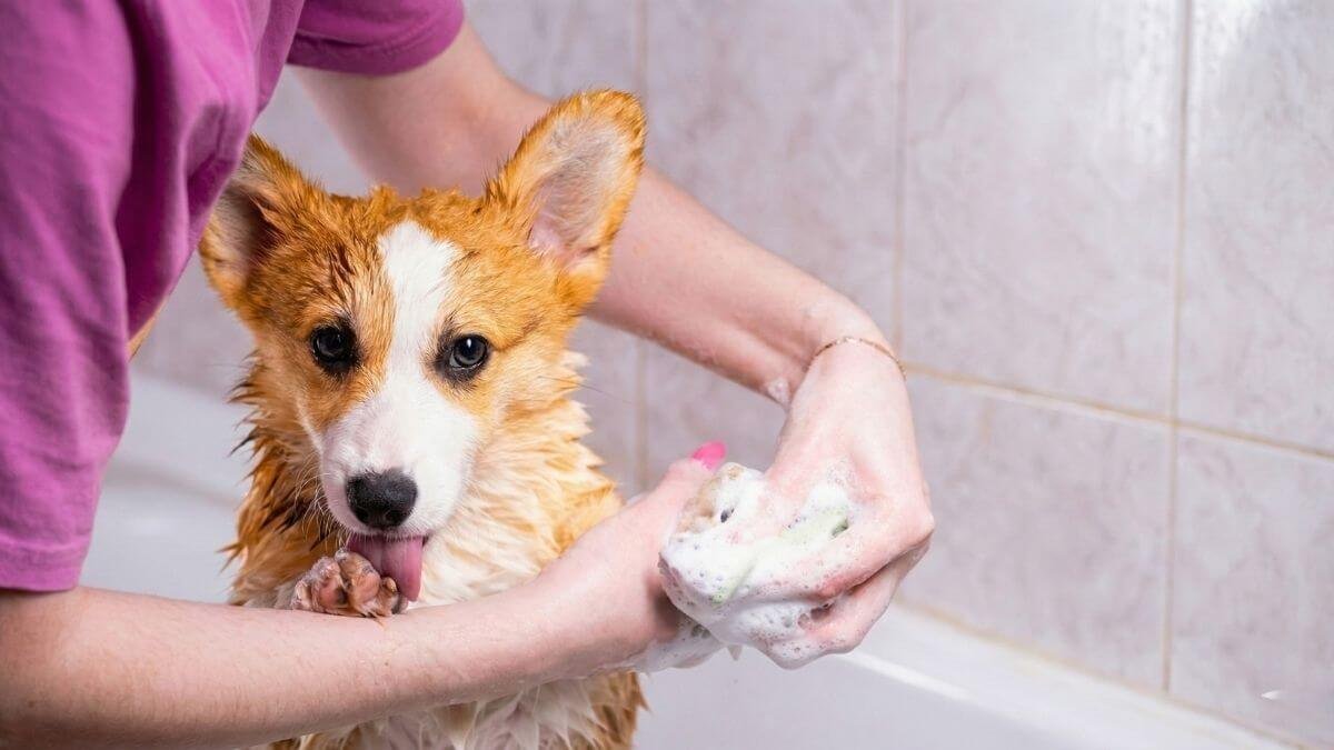 how often should i wash my dog