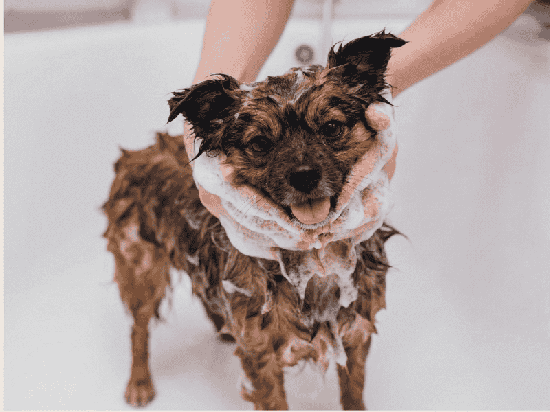 How to Moisturize Dog Skin