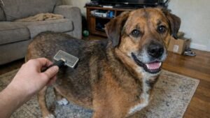 How to Treat Dry Skin on Dogs