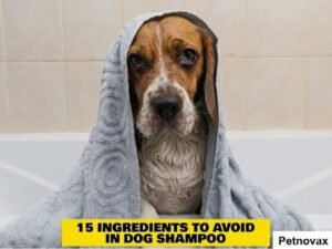 Ingredients to Avoid in Dog Shampoo