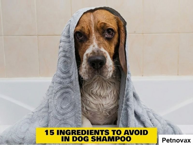 Ingredients to Avoid in Dog Shampoo