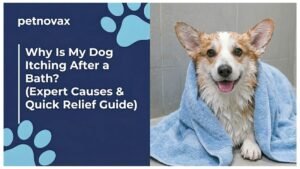 Why Is My Dog Itching After a Bath