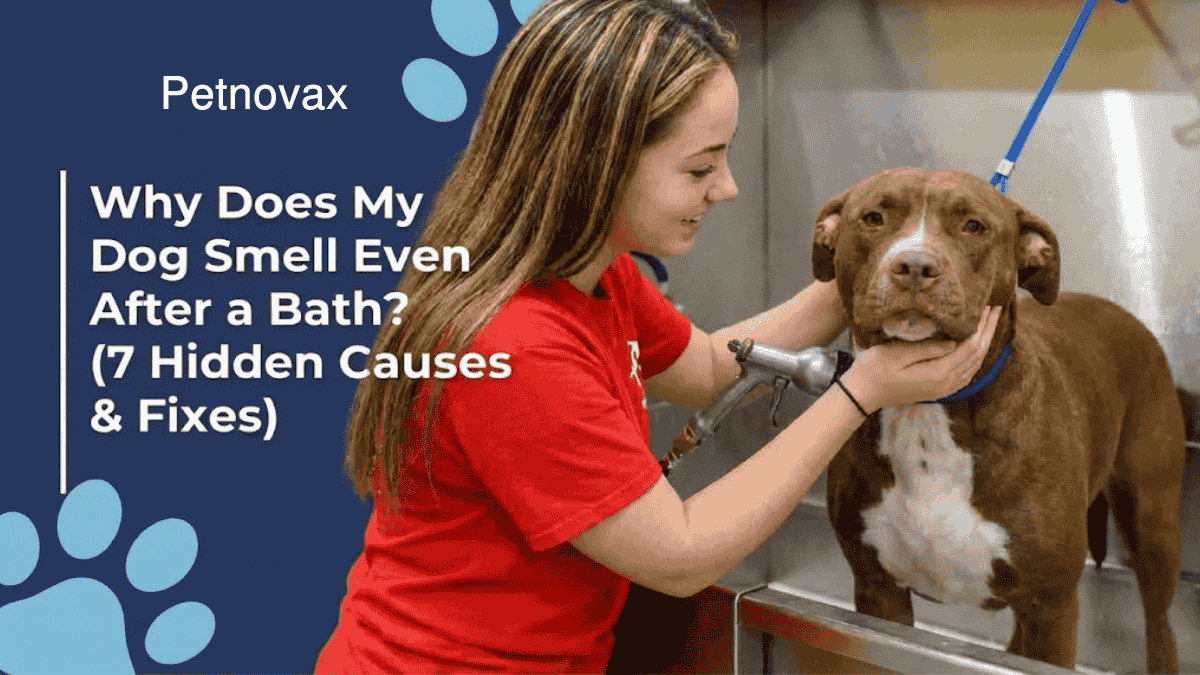 Why does my dog smell even after a bath