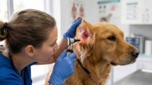 dog ear infection symptoms