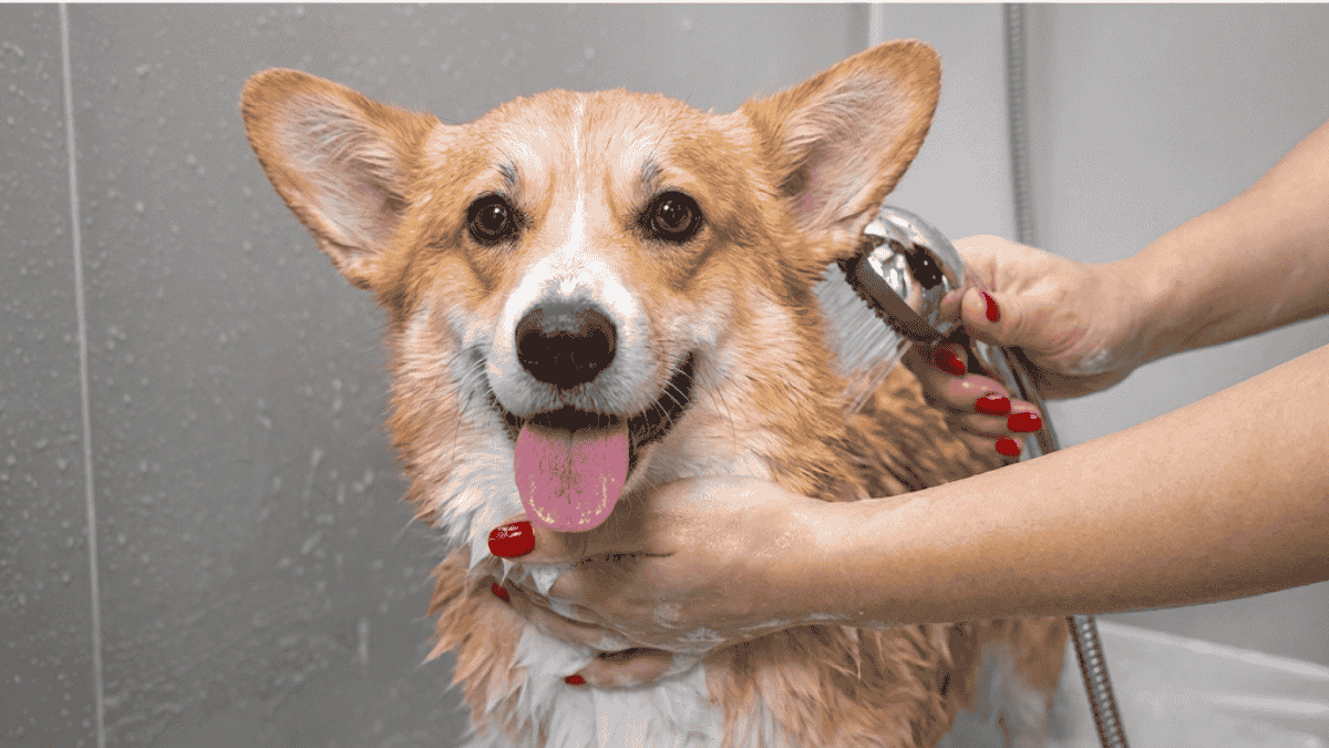 how often to bathe a dog with allergies