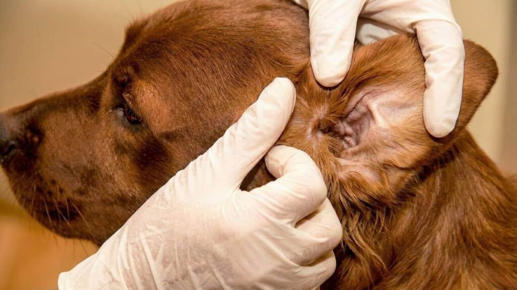 how to clean dog ears