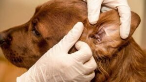 how to clean dog ears